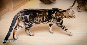 Bengalkatze